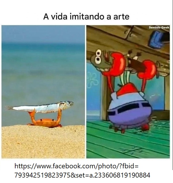 sirigueijo.jpg